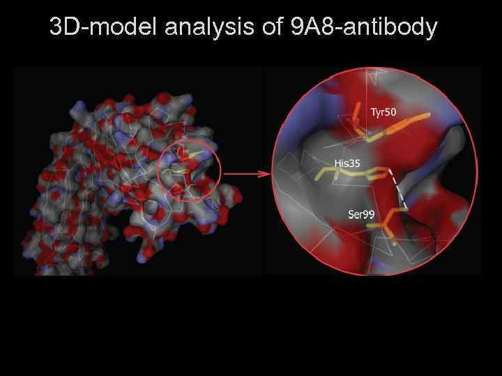 3 D-model analysis of 9 A 8 -antibody 