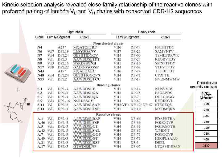 Kinetic selection analysis revealed close family relationship of the reactive clones with preferred pairing