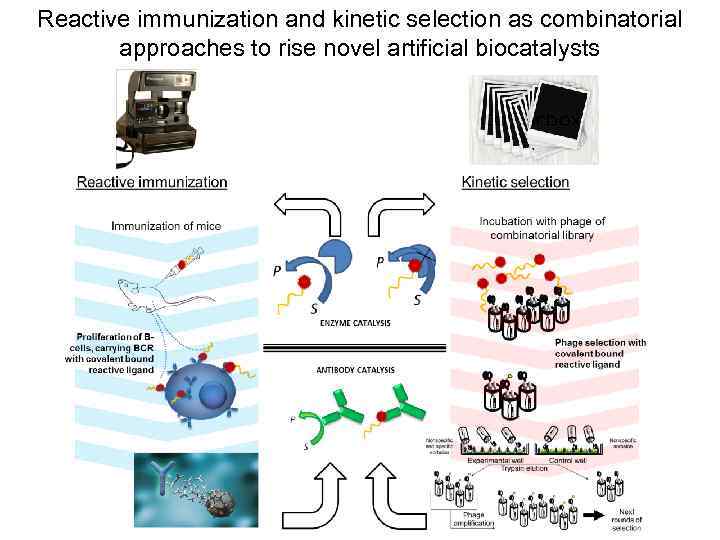 Reactive immunization and kinetic selection as combinatorial approaches to rise novel artificial biocatalysts 
