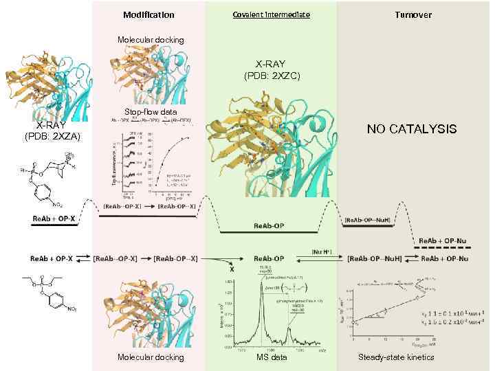 Modification Covalent intermediate Turnover Molecular docking X-RAY (PDB: 2 XZC) Stop-flow data X-RAY (PDB: