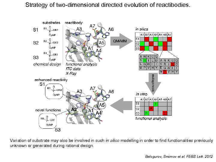 Strategy of two-dimensional directed evolution of reactibodies. Variation of substrate may also be involved