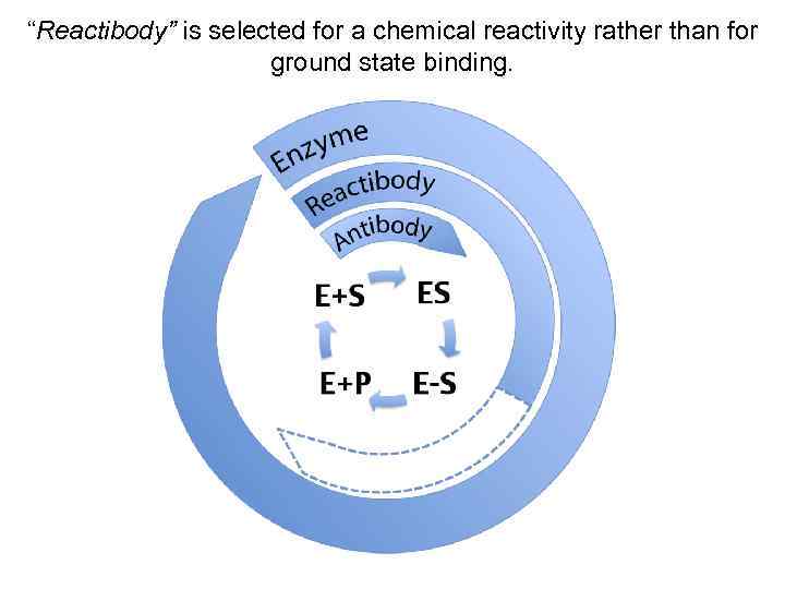 “Reactibody” is selected for a chemical reactivity rather than for ground state binding. 