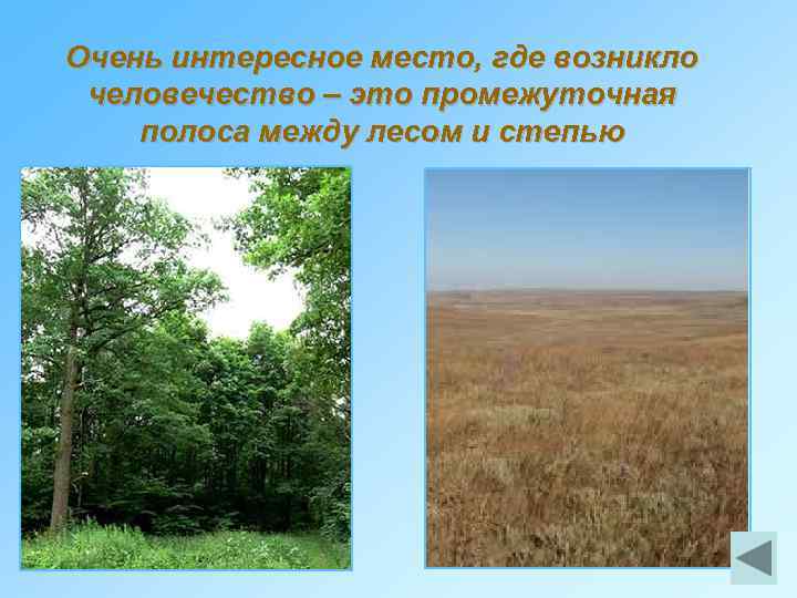Очень интересное место, где возникло человечество – это промежуточная полоса между лесом и степью