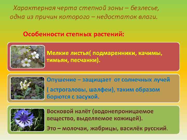 Характерная черта степной зоны – безлесье, одна из причин которого – недостаток влаги. Особенности