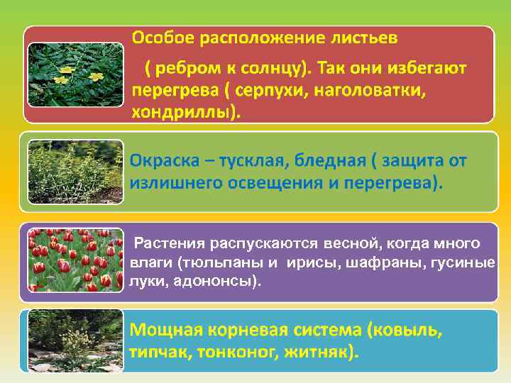 Растения распускаются весной, когда много влаги (тюльпаны и ирисы, шафраны, гусиные луки, адононсы). 