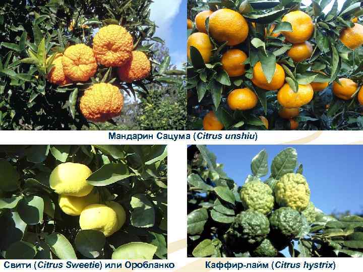 Мандарин Сацума (Citrus unshiu) Свити (Citrus Sweetie) или Оробланко Каффир-лайм (Citrus hystrix) 