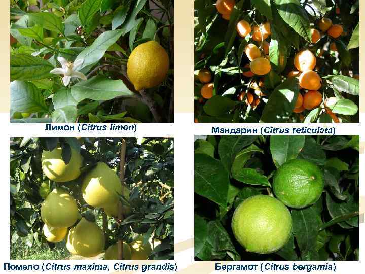 Лимон (Citrus limon) Мандарин (Citrus reticulata) Помело (Citrus maxima, Citrus grandis) Бергамот (Citrus bergamia)