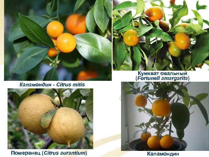 Кумкват овальный (Fortunell amargarita) Каламондин - Citrus mitis Померанец (Citrus aurantium) Каламондин 