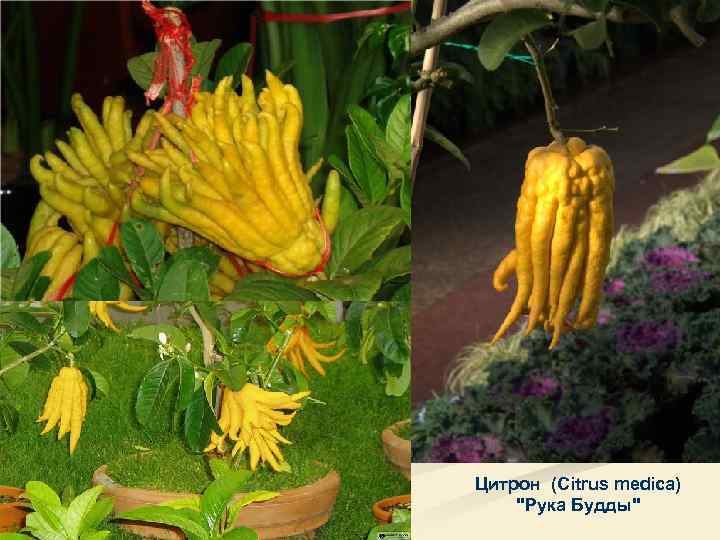 Цитрон (Citrus medica) 