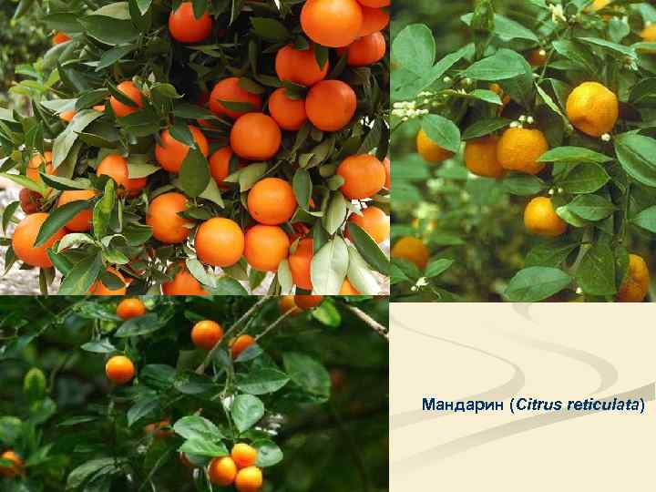 Мандарин (Citrus reticulata) 