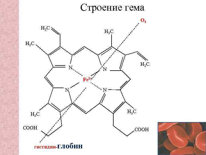 Строение е. Строение гема биохимия. Гем строение биохимия. Полная структура гема. Полная структура гема биохимия.