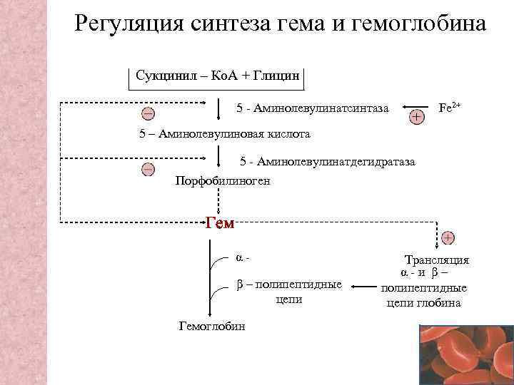 Схема синтеза гема биохимия