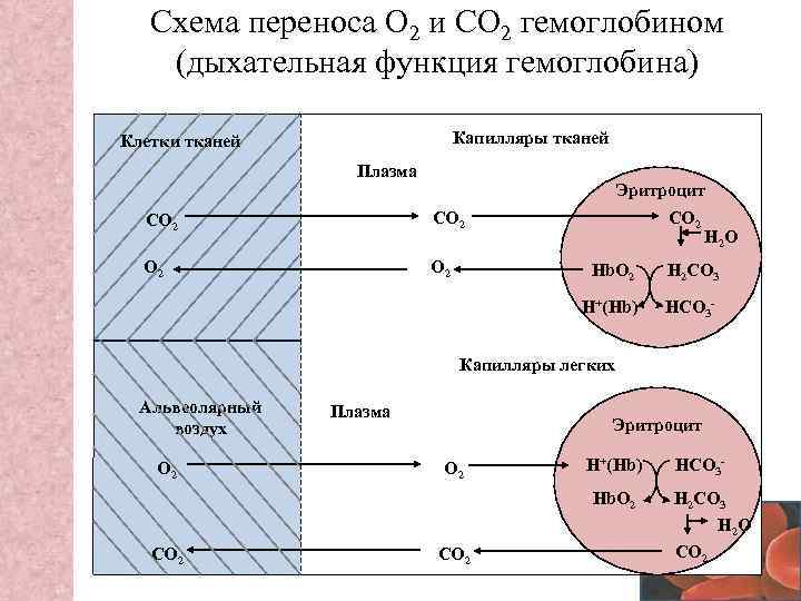 Перенос углекислого газа. Перенос кислорода гемоглобином схема. Схема переноса кислорода и углекислого газа гемоглобином. Перенос кислорода эритроцитом схема. Дыхательная функция гемоглобина.