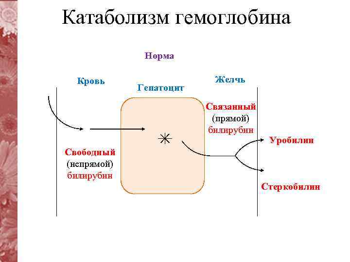 Катаболизм гемоглобина Норма Кровь Гепатоцит Желчь Связанный (прямой) билирубин Уробилин Свободный (непрямой) билирубин Стеркобилин