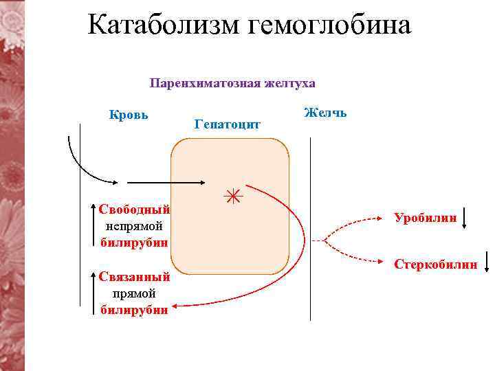 Катаболизм гемоглобина Паренхиматозная желтуха Кровь Свободный непрямой билирубин Связанный прямой билирубин Гепатоцит Желчь Уробилин