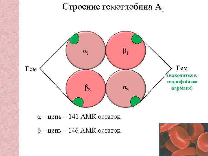 Схема синтеза гемоглобина