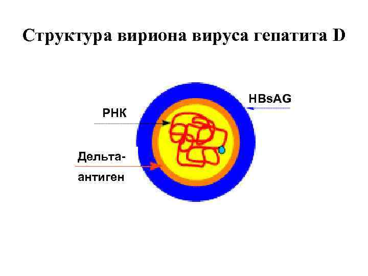 Структура вириона вируса гепатита D HBs. AG РНК Дельтаантиген 