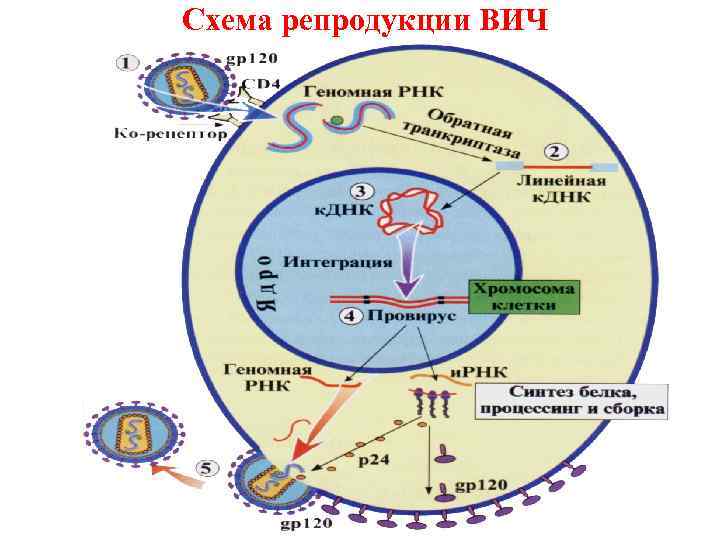 Схема репродукции вируса гриппа