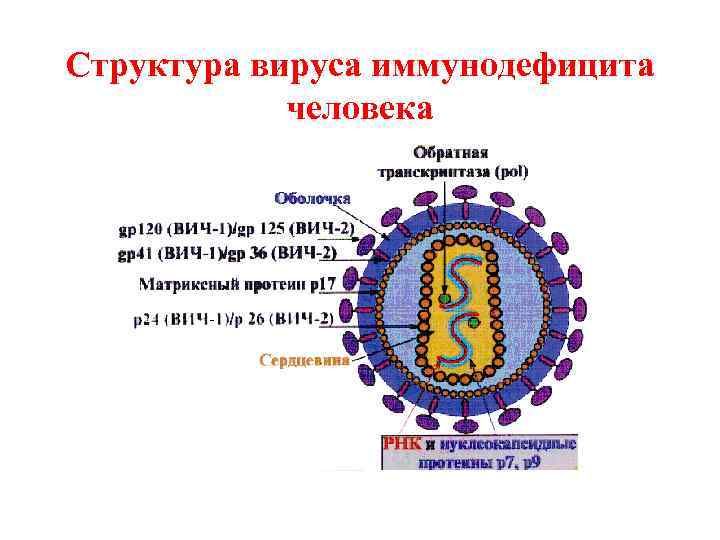 Структура вируса иммунодефицита человека 