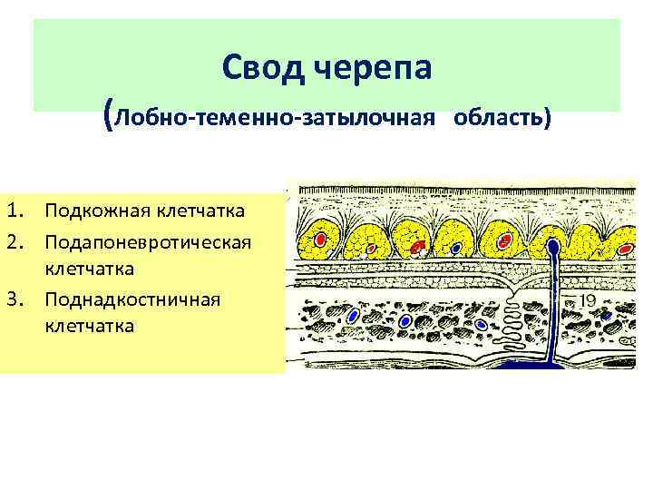 Гематомы мягких тканей свода черепа. Подкожно-жировая клетчатка лобно теменно затылочной. Клетчаточные пространства свода черепа.