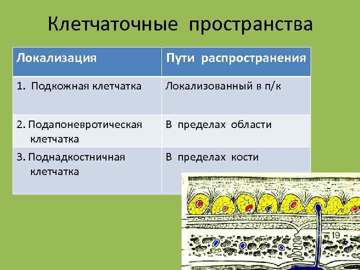 Клетчаточные пространства Локализация Пути распространения 1. Подкожная клетчатка Локализованный в п/к 2. Подапоневротическая клетчатка
