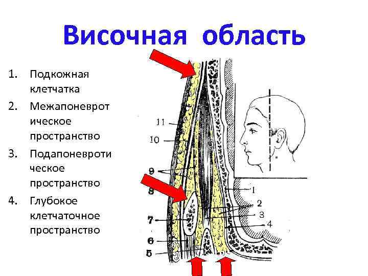 Височная область