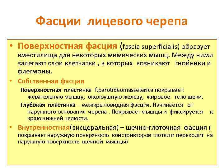 Фасции лицевого черепа • Поверхностная фасция (fascia superficialis) образует вместилища для некоторых мимических мышц.