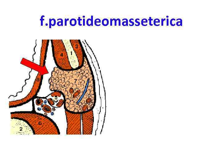 f. parotideomasseterica • Фасция не покрывает глоточный отросток железы • Соединительнотканны е перегородки разделяют