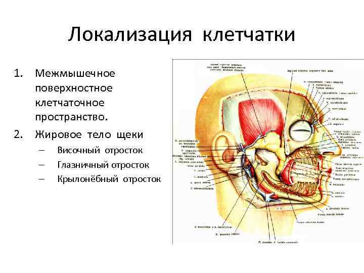 Локализация клетчатки 1. Межмышечное поверхностное клетчаточное пространство. 2. Жировое тело щеки – – –