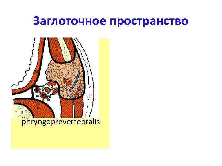 Заглоточное пространство • Спереди глотка, окутанная фасцией; • Сзади предпозвоночная фасция; • Латерально aponevrosis