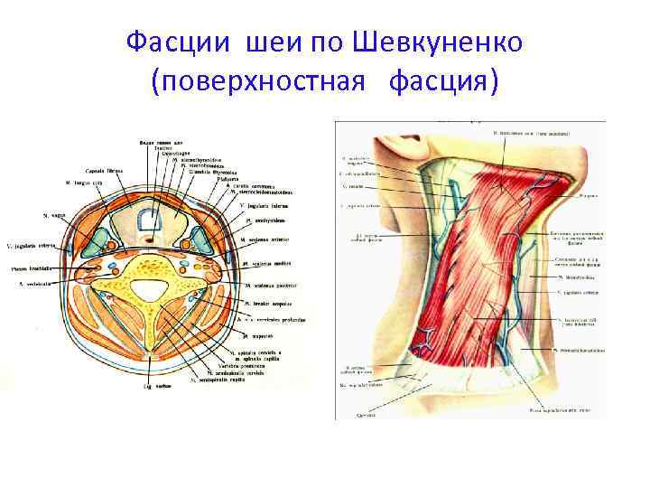 Фасции шеи по Шевкуненко (поверхностная фасция) 
