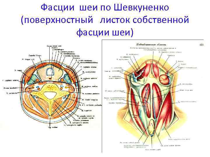 Мышцы фасции и топография шеи