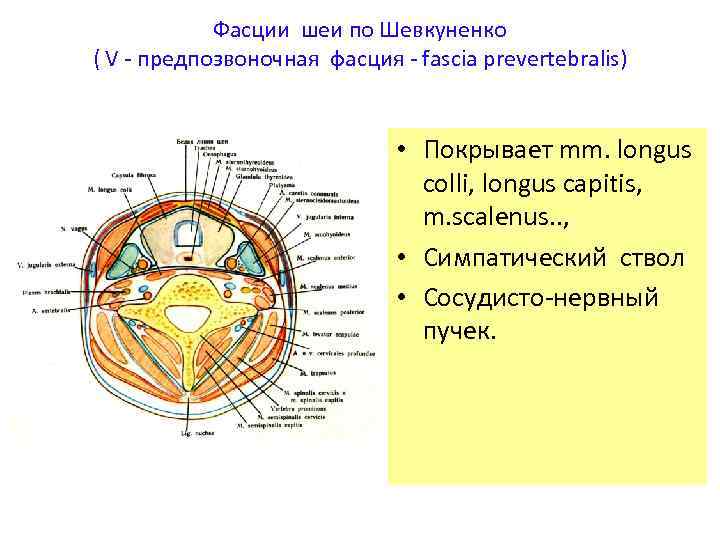 Фасции шеи по Шевкуненко ( V - предпозвоночная фасция - fascia prevertebralis) • Покрывает