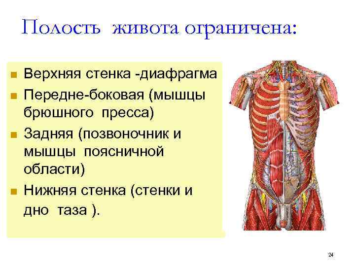 Передняя полость. Полость живота ограничена. Брюшная полость стенки живота.