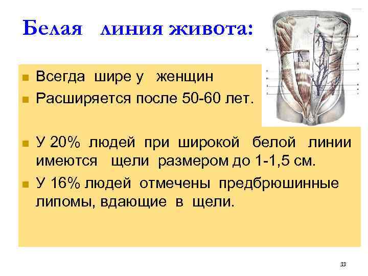 Белая линия живота: n n Всегда шире у женщин Расширяется после 50 -60 лет.