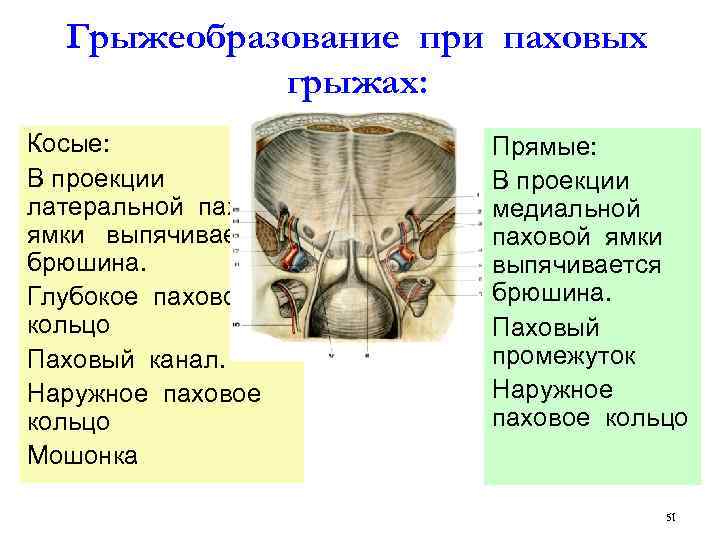 Медиальная стенка. Латеральная и медиальная паховые ямки. Глубокое паховое кольцо. Медиальная паховая ямка.