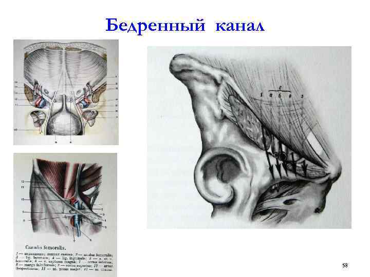 Бедренный канал схема