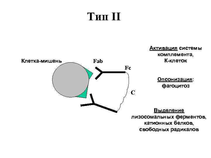Тип II Клетка-мишень Fab Активация системы комплемента, К-клеток Fc Опсонизация: фагоцитоз С Выделение лизосомальных