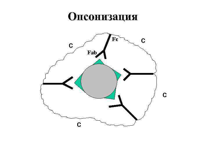 Опсонизация Fc С С Fab С С 