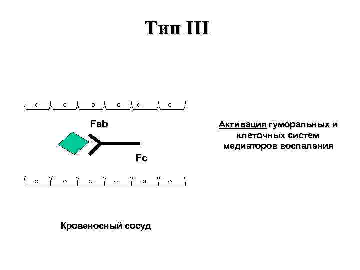 Тип III Fab Активация гуморальных и клеточных систем медиаторов воспаления Fc Кровеносный сосуд 