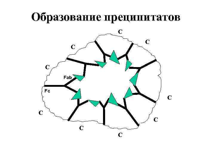 Образование преципитатов С С Fab Fc С С С 
