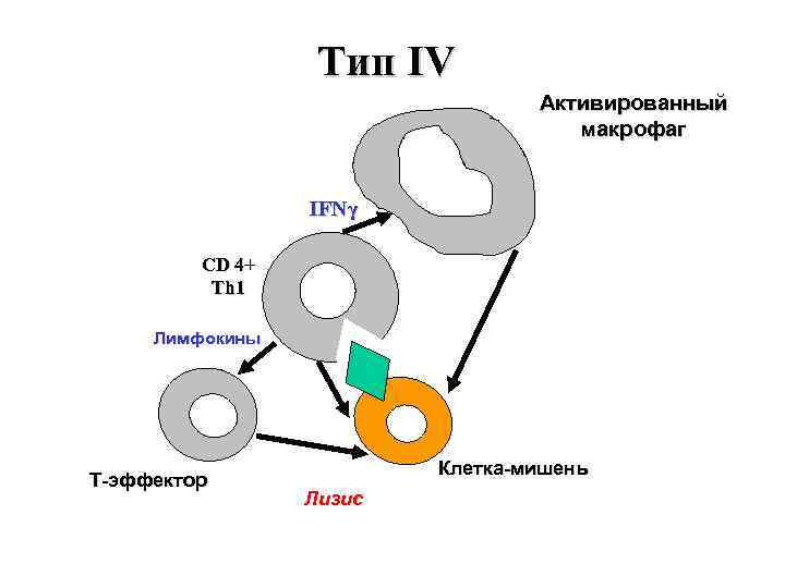 Тип IV Активированный макрофаг IFNγ CD 4+ Th 1 Лимфокины T-эффектор Клетка-мишень Лизис 