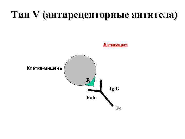 Тип V (антирецепторные антитела) Активация Клетка-мишень R Ig G Fab Fc 