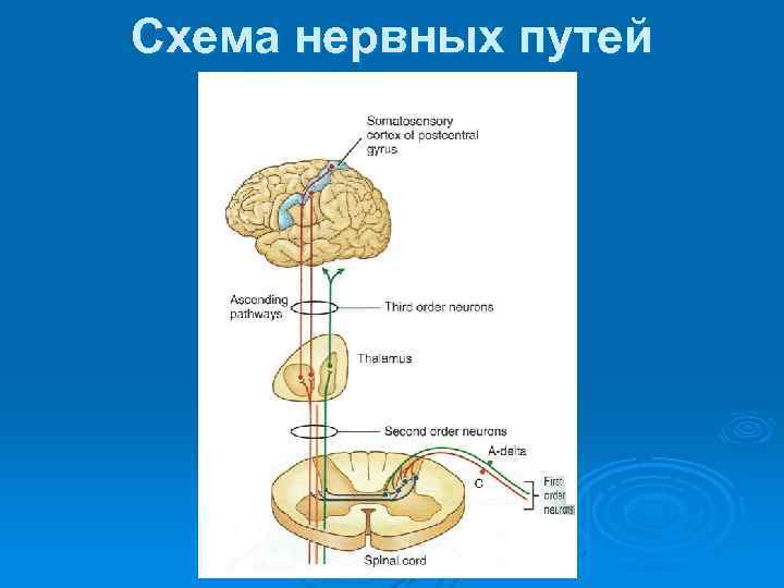 Схема нервных путей 