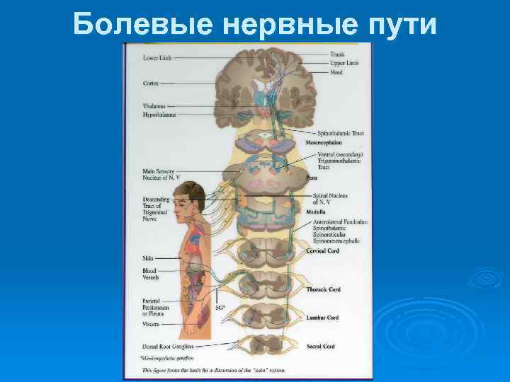 Болевые нервные пути 