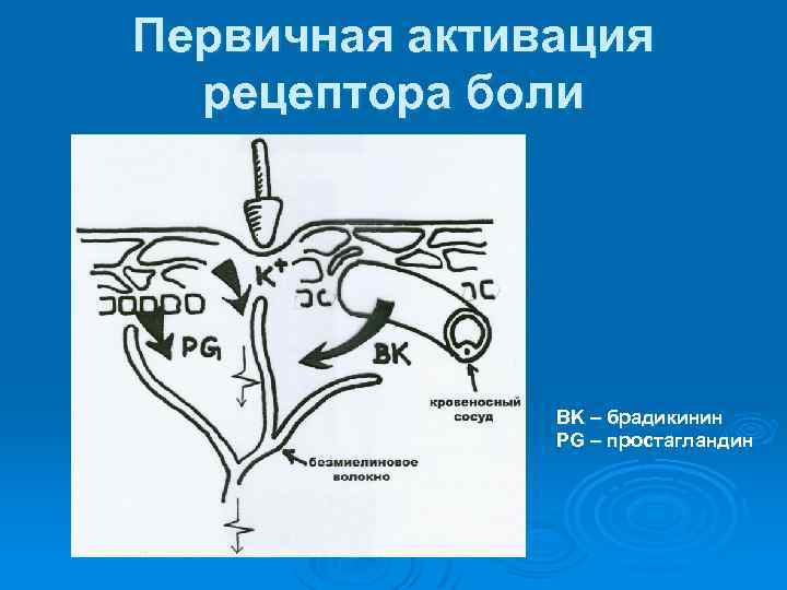 Первичная активация рецептора боли BK – брадикинин PG – простагландин 