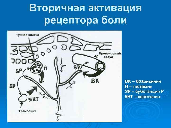 Вторичная активация рецептора боли BK – брадикинин Н – гистамин SP – субстанция Р