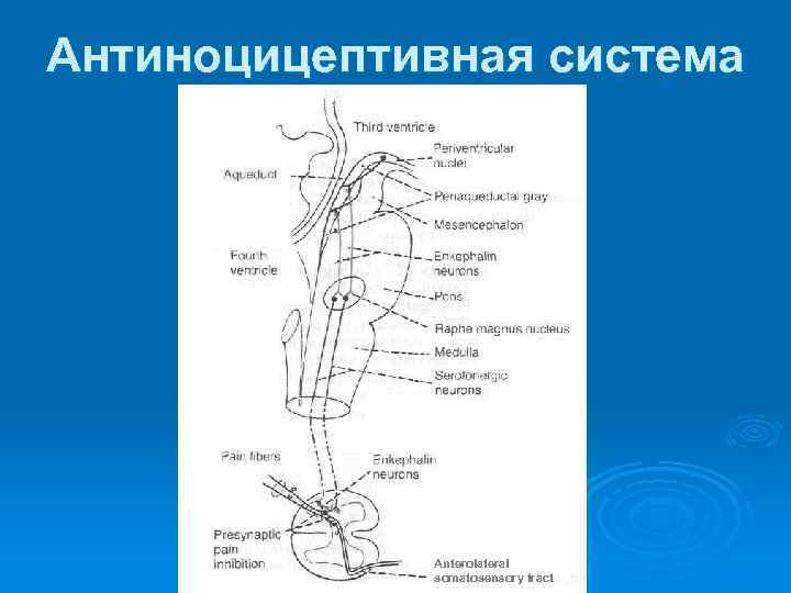 Антиноцицептивная система Anterolateral somatosensory tract 