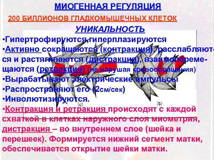 МИОГЕННАЯ РЕГУЛЯЦИЯ 200 БИЛЛИОНОВ ГЛАДКОМЫШЕЧНЫХ КЛЕТОК УНИКАЛЬНОСТЬ • Гипертрофируются, гиперплазируются • Активно сокращаются (контракция),