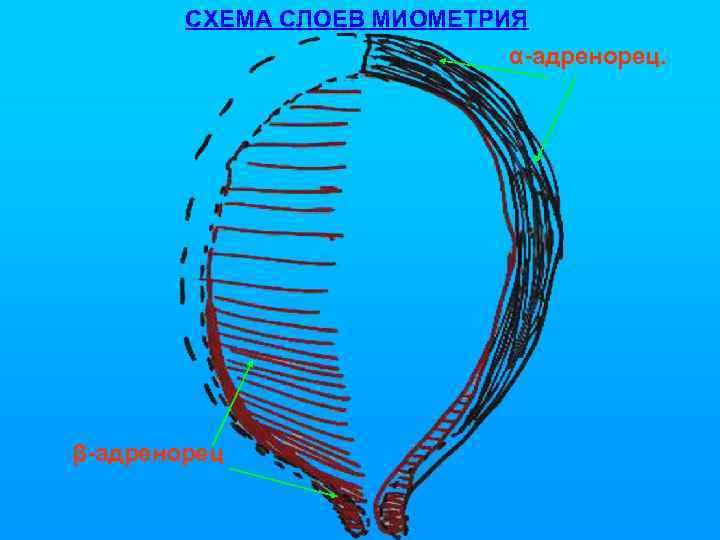 СХЕМА СЛОЕВ МИОМЕТРИЯ α-адренорец. β-адренорец 